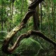 Ayahuasca zkušenosti